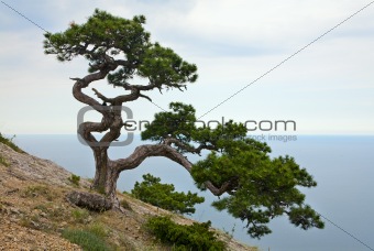 juniper tree
