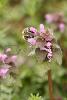 Primula vulgaris and the bee