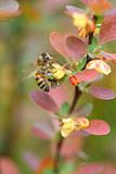 Berberis ottawensis supera and the bee