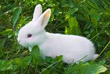 Small white rabbit