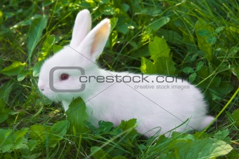 Small white rabbit