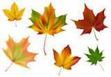 Diverse vector maple leaves