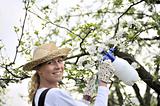 Young woman spraying apple tree