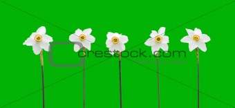 Daffodils over green background