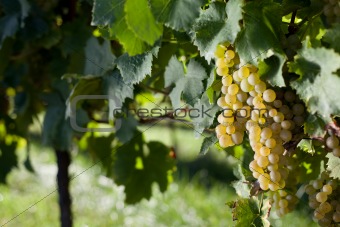 winegrapes