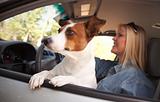 Jack Russell Terrier Dog Enjoying a Car Ride.
