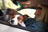 Jack Russell Terrier Dog Enjoying a Car Ride.