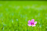 Single Pink Flower on Grass