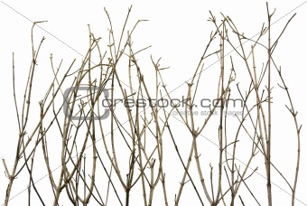 Branches Background