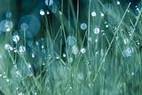 Grass and drops