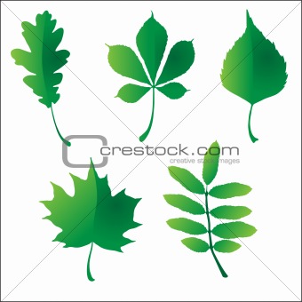 Leaves vector illustration