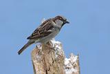 House Sparrow in Winter
