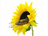 Cicada and Sunflower