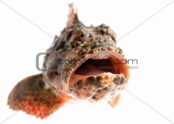 Open mouth of a stone perch