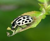 The leaf beetle