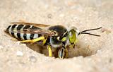 The wasp Bembex rostratus