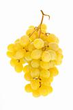 ripe grapes cluster