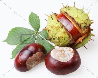 chestnut on a white background