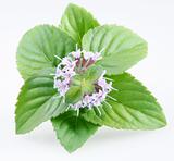 Mint on a white background