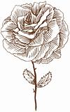 Hand Drawn Rose