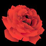3D Red Rose