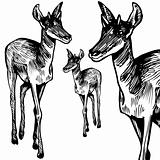 Antelope - black and white