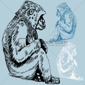 Ape Drawing