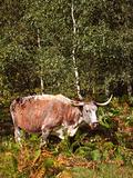 english long horn cow