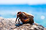 Funny hermit crab