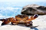 Basking crab