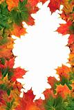 Maple Leaves in Fall