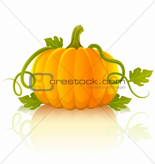 orange pumpkin vegetable with green leaves
