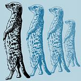 Meercat Standing Drawing