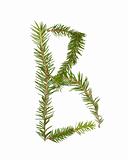 Spruce twigs forming the letter 'B'