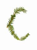 Spruce twigs forming the letter 'C'