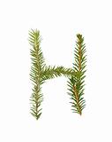 Spruce twigs forming the letter 'H'