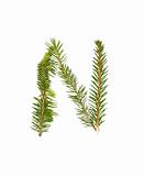 Spruce twigs forming the letter 'N'