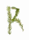 Spruce twigs forming the letter 'R'