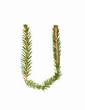 Spruce twigs forming the letter 'U'