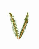Spruce twigs forming the letter 'V'