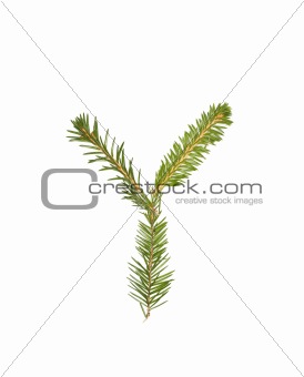 Spruce twigs forming the letter 'Y'