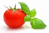 Tomato basil
