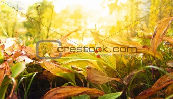 few berries with autumn leaves