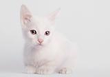 White kitten sitting