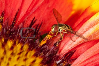 Fly collecting pollen from a flower