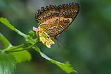 Tropical butterfly Plain Lacewing
