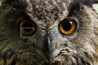 Eagle owl  with big orange eyes