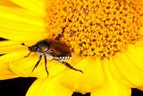 Japanese beetle on flower