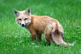 Baby Red Fox (Kit)