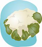 Cauliflower illustration